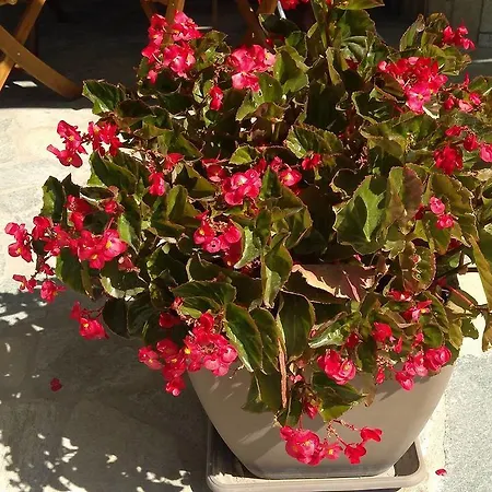 Prosforio Apartamento